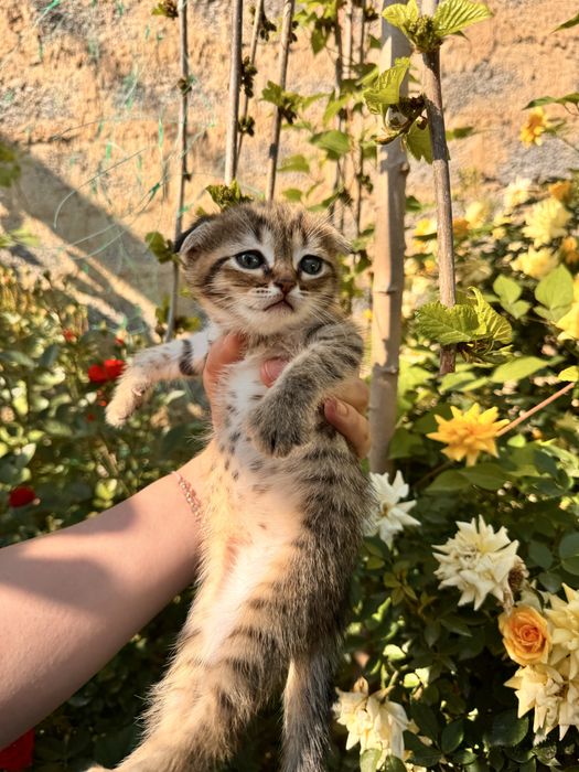 Вислоухие котята скотиш- страйт и скотиш-фолд