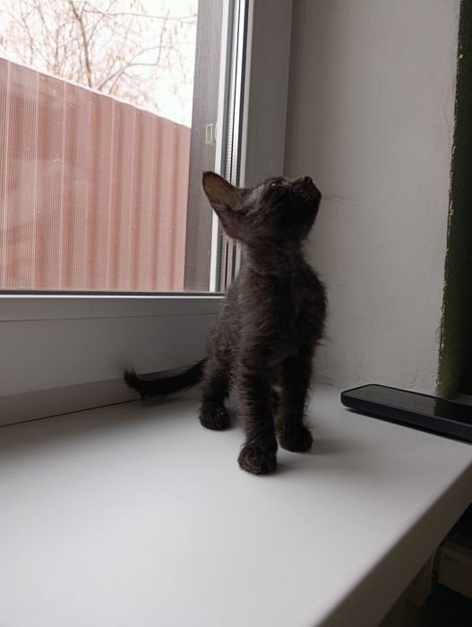 Отдам котёнка в добрые руки