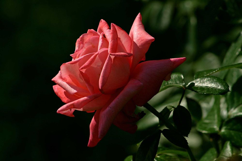 Canon Canon 10D Body