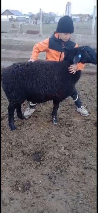 Кошкар 4-5 месяцев