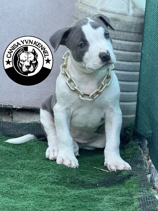 Amstaff blue.