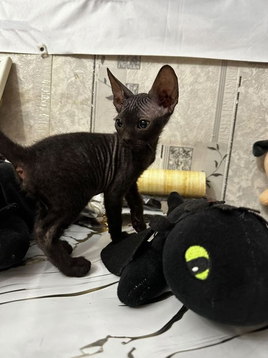 Котята канадского сфинкса