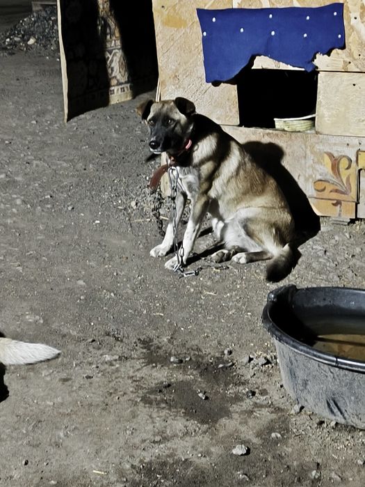 Собака в хорошие руки