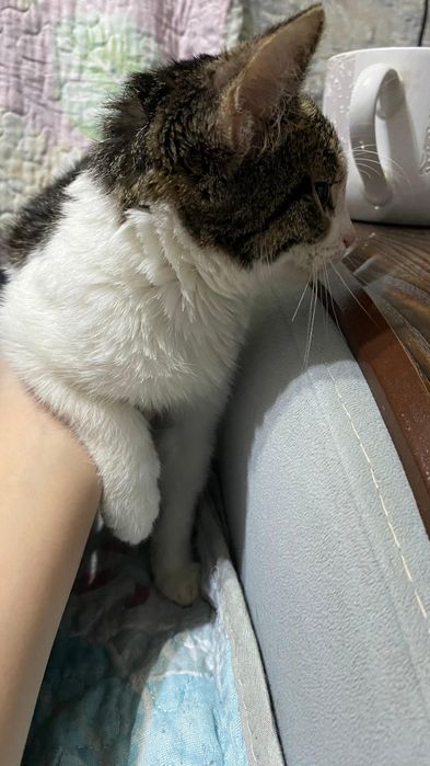 Отдаю в хорошие руки