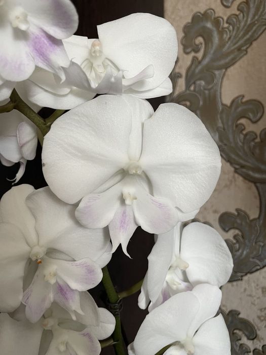 Орхидея биг лип.