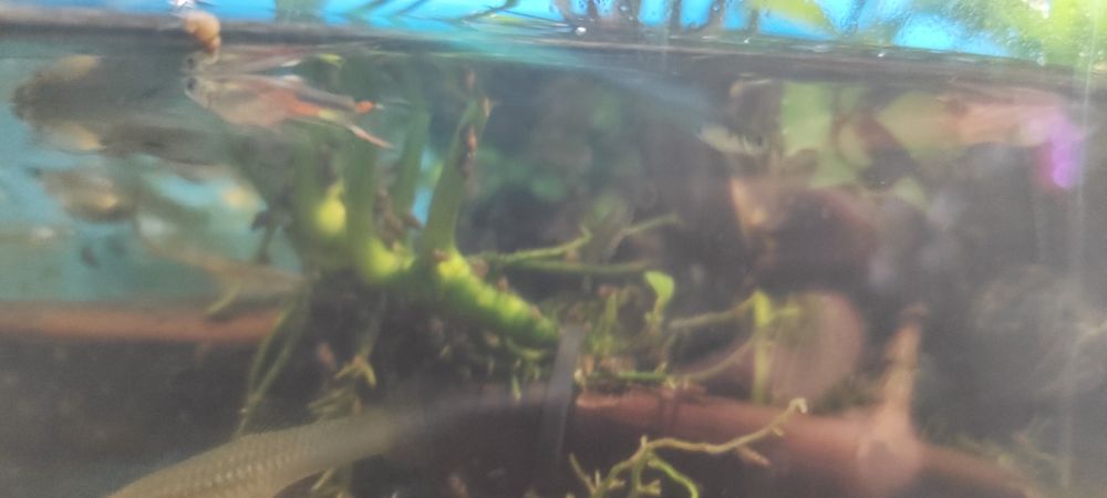 Гуппи эндлера, живородящая