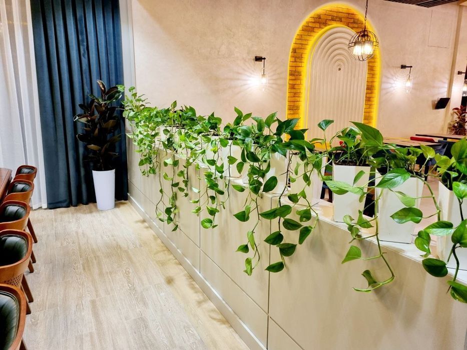 Офисные растения цветы для офиса ресторана: 600 000 сум - Комнатные ...