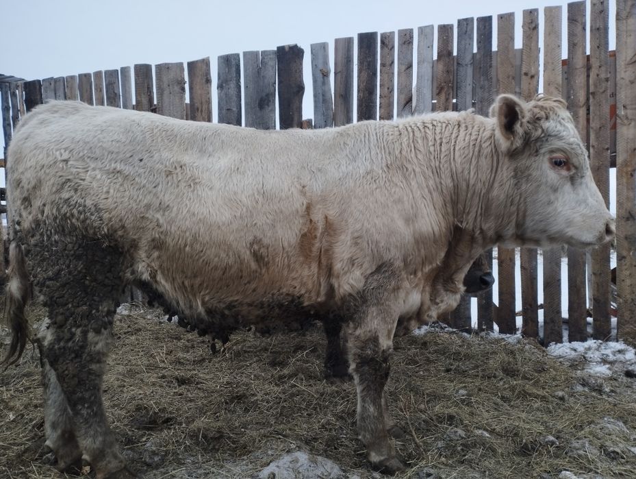 Ауликоль. Ангус. На племя .