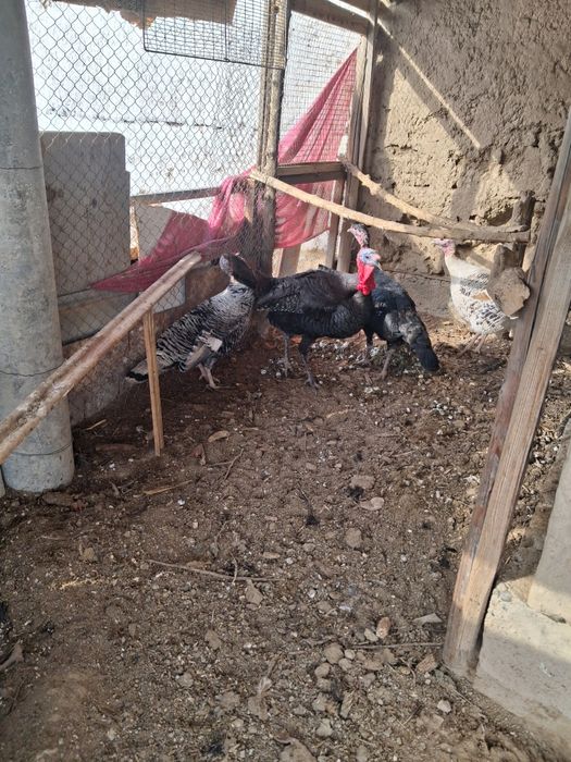 Индуктер сатылады