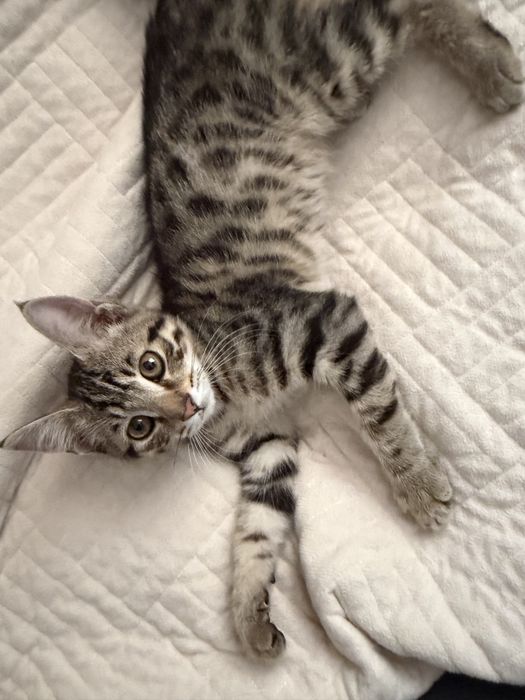 Котят в хорошие руки