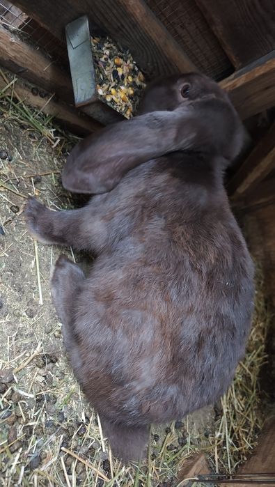 Masculi disponibili de 7 luni urgent