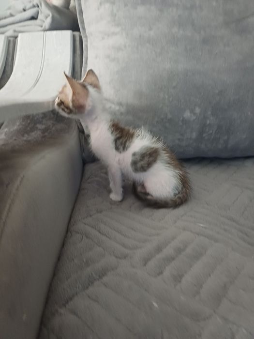 Отдам  котят в добрые руки!