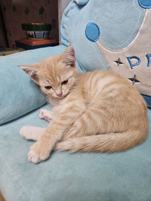 Отдам котёнка в добрые руки