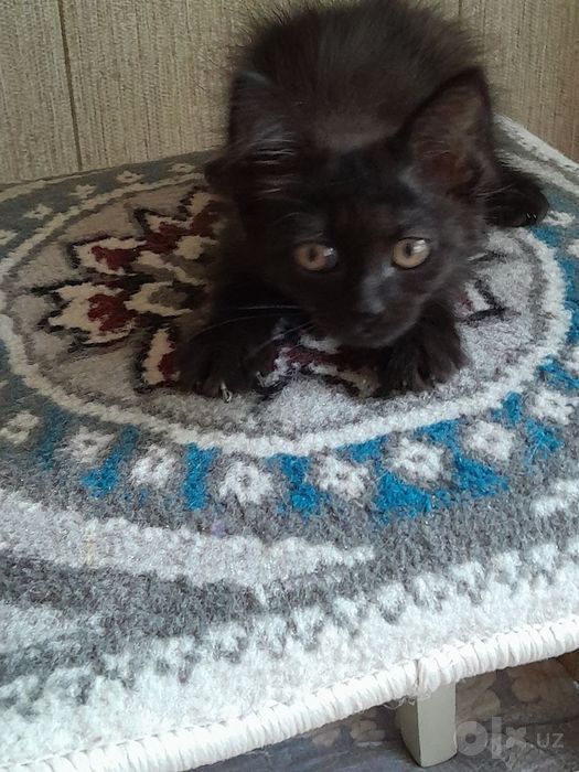 Котёнок 1,5 месяца.Бесплатно.