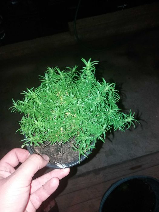 Флокс субулата (Phlox subulata) – пълзящ флокс