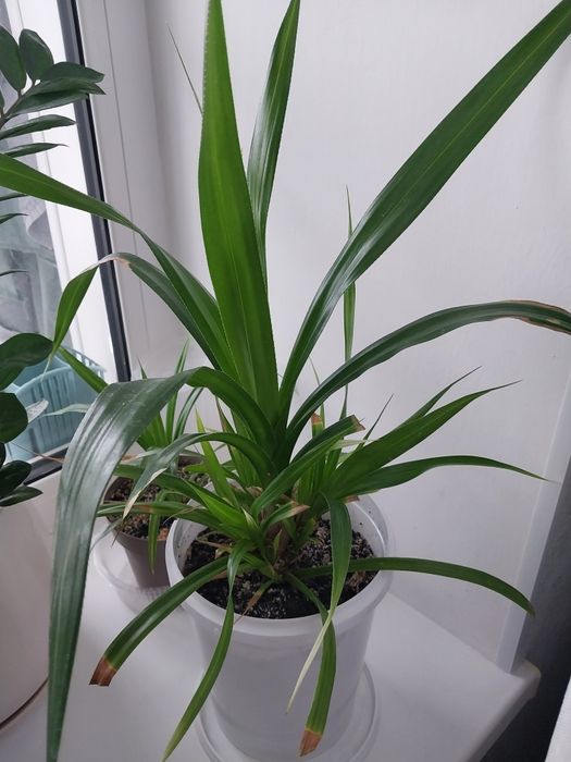 Продам комнатные цветы