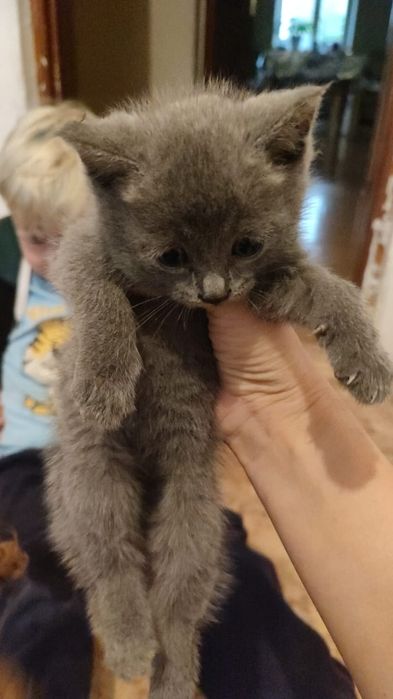 Кошечка  хорошая  красивая