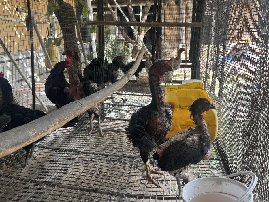 Tovuq ini xoroz va tovuqlar sotiladi