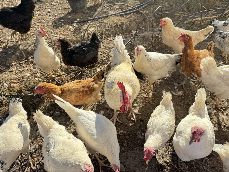 Тауықтар сатылады