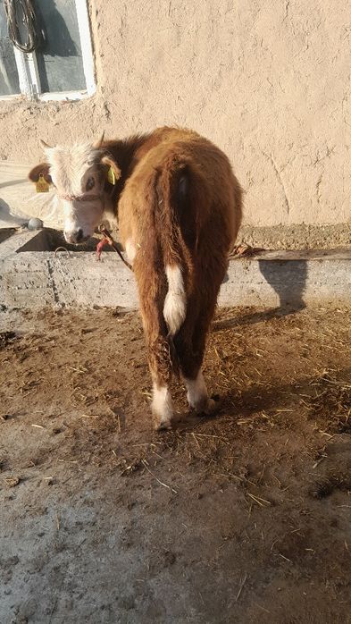 Navos sotladi soglom