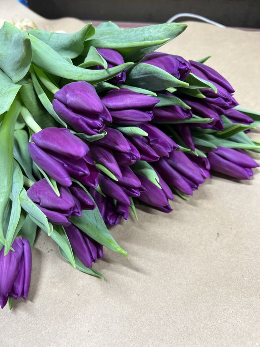 Тюльпаны оптом к 8 марта