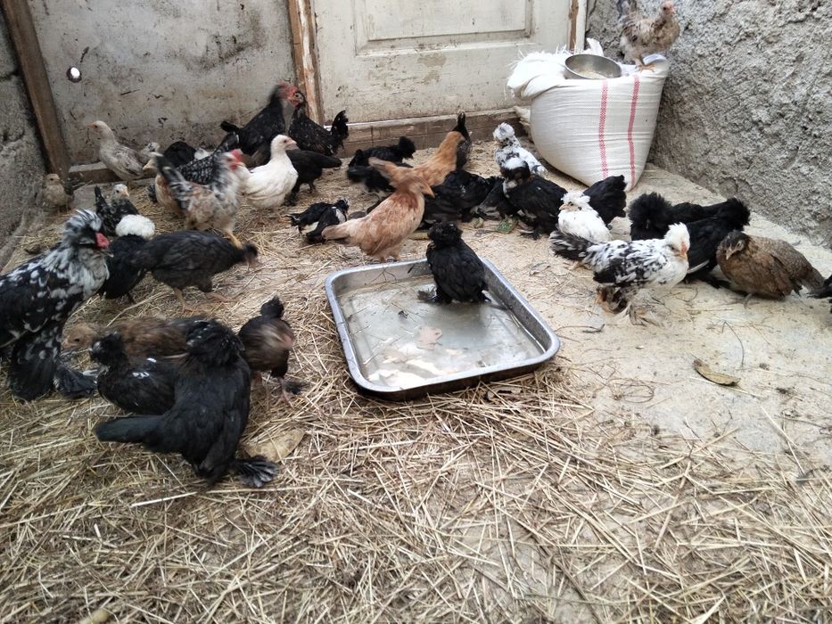 Pui de rasa struma bantam