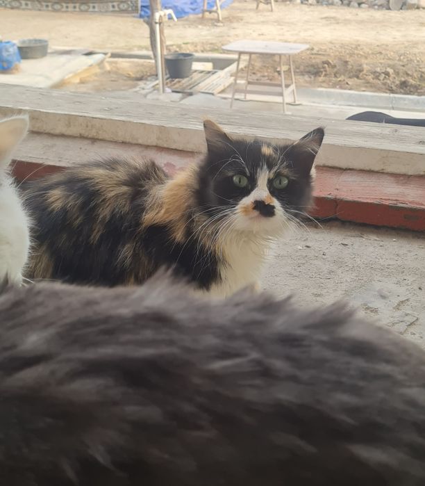 Hadiya/Даром в добрые руки