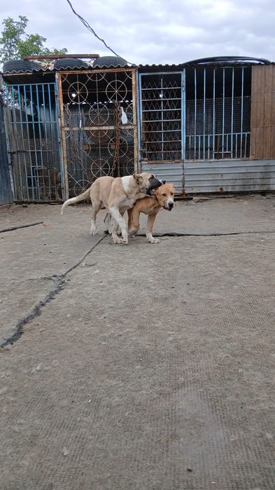 Продаются  щенки