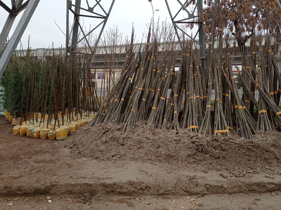 Арчалар ва гуллар