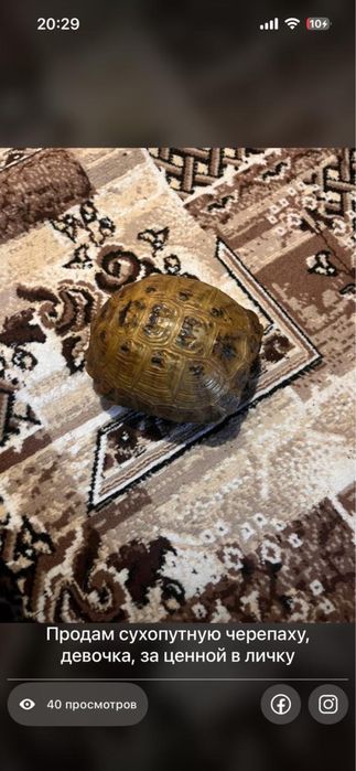 Продам сухопутную черепаху,девочка за ценной в личку