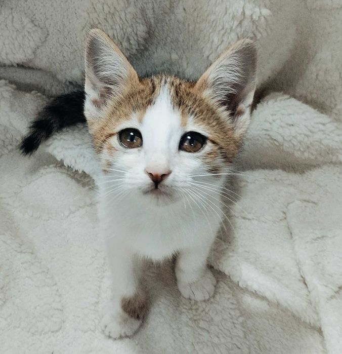Подарю домашних котят. Мальчики и девочки. 2 месяца.