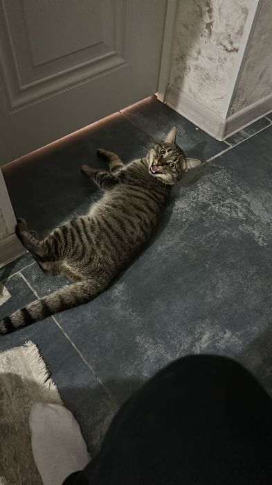 Нашли кота в районе Экспо