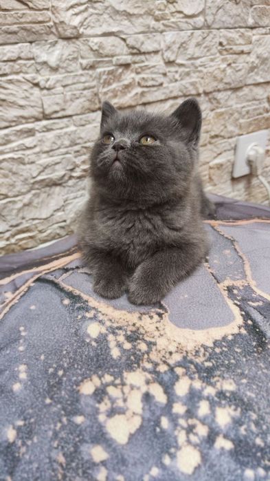 Продаются шикарные котята фолды и страйты