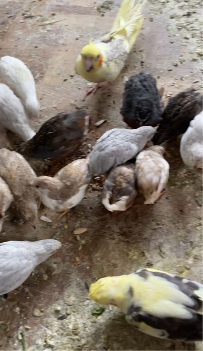 Vand oua prepeliță chinezească