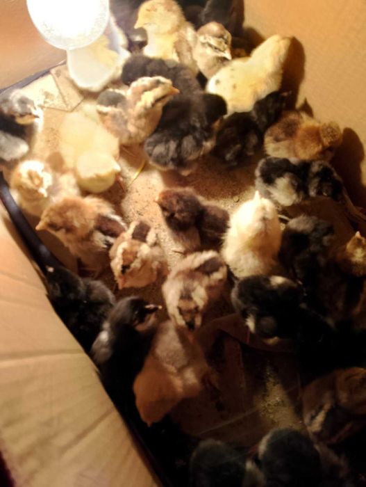 Продавам пилета на различна възраст