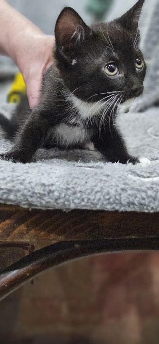 Отдам котят 2 месяца