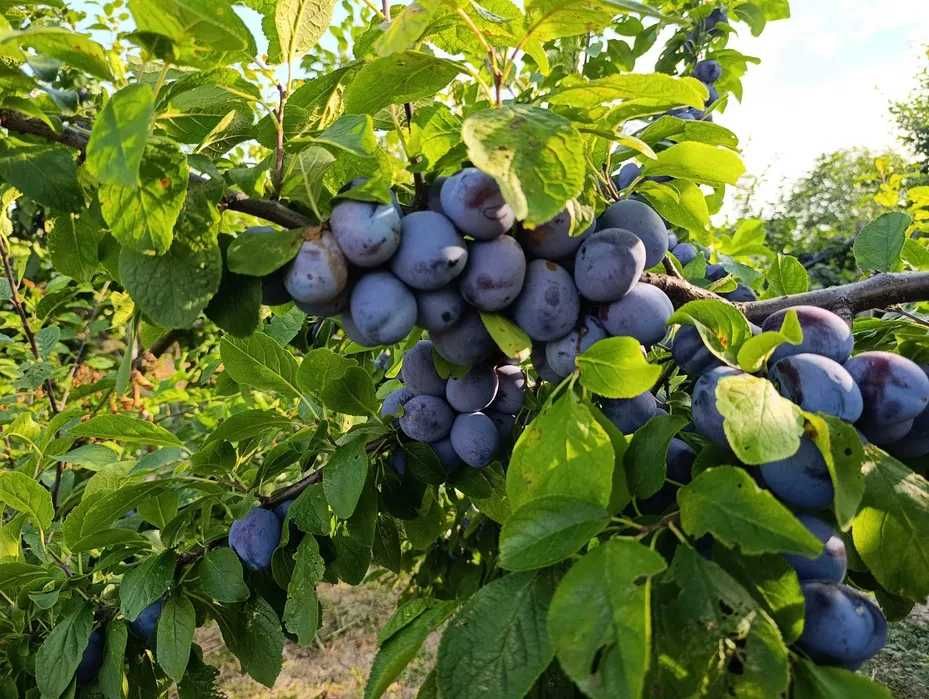 Vand Prune de Tuica si Palinca