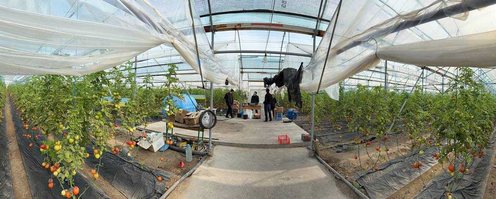 Parnik, teplisa, issiq’xona, Termiz Uchqizil