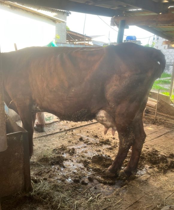 Сауын сиыр сатылады