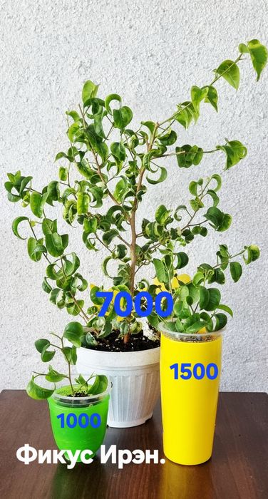 Комнатные растения  от 1000