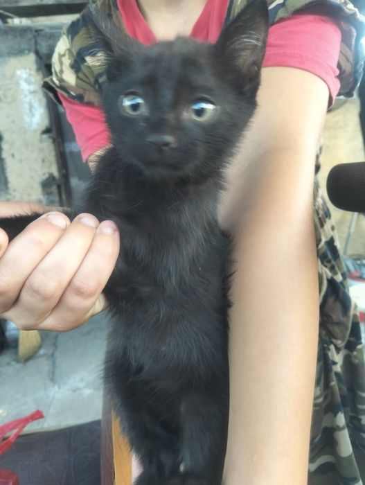 Отдам  котёнка в добрые руки