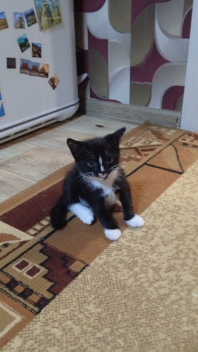 Отдам котят в добрые руки