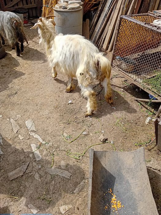 Capre cu iezi rasă Albă de Banat