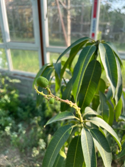 Привитые Саженцы Манго