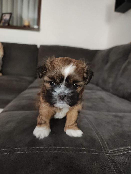 Vând cățel Shih Tzu