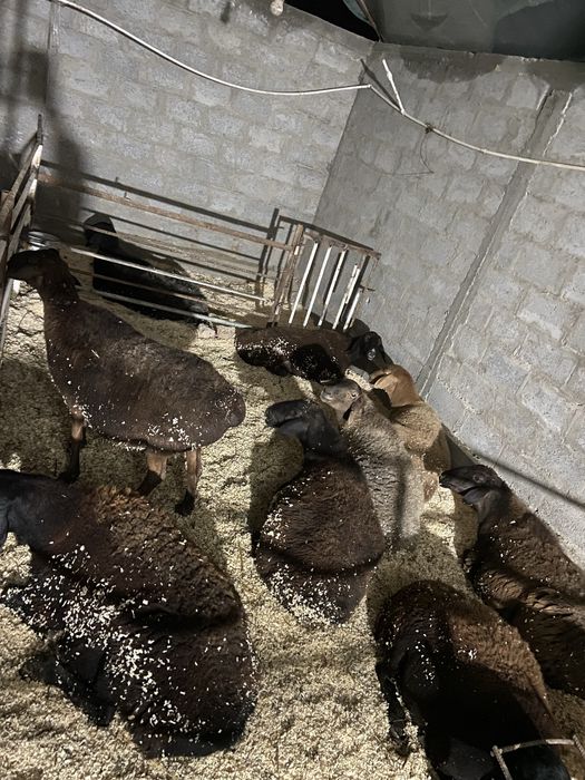 Она бола куйлар сотилади