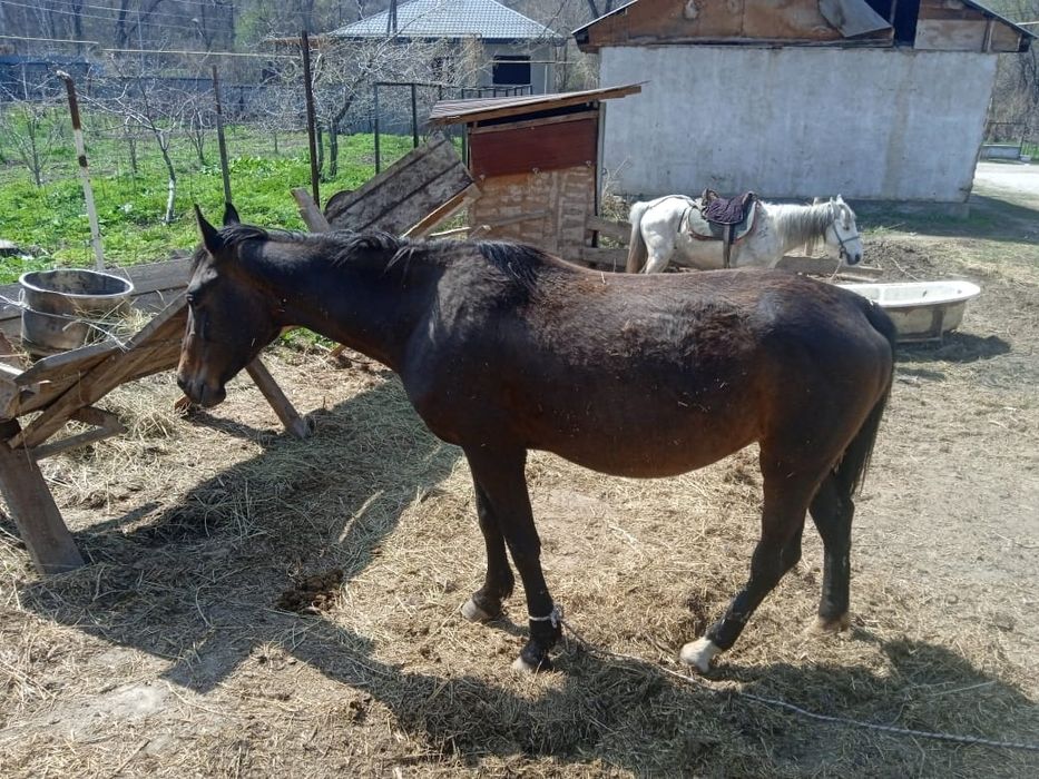 Буаз бие сатылады