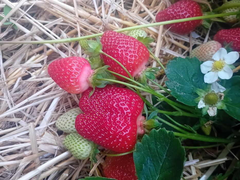 Продавам разсат ягоди