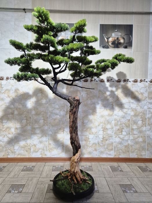 Бонсай ручная работа