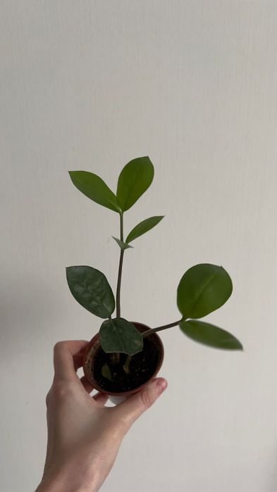 Замиокулькас доллоровое дерево